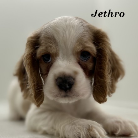 puppy, for, sale, Cocker Spaniel, Joe & Cherri  Overlease, dog, breeder, Miller, MO, dog-breeder, puppy-for-sale, forsale, nearby, find, puppyfind, locator, puppylocator, aca